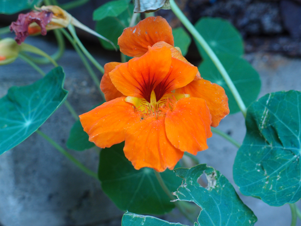 2019-06-14 wendel - der Garten